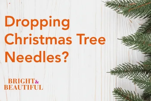 Care For Your Christmas Tree With These 5 Tips